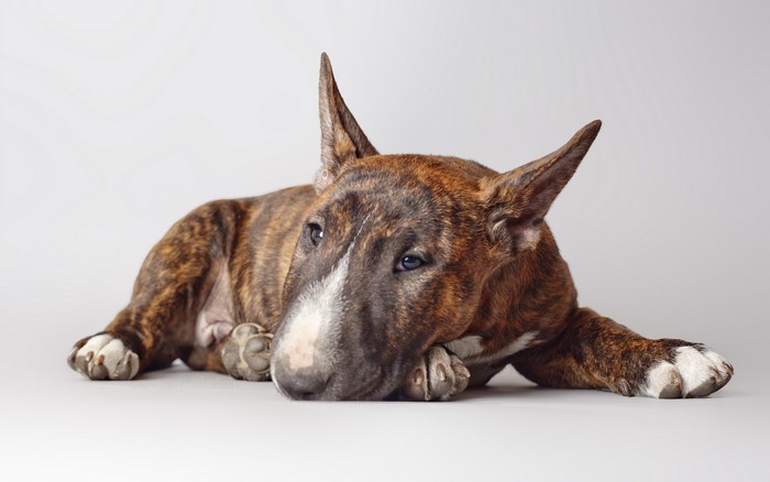 Brindle Bull Terrier Dog Lying Down