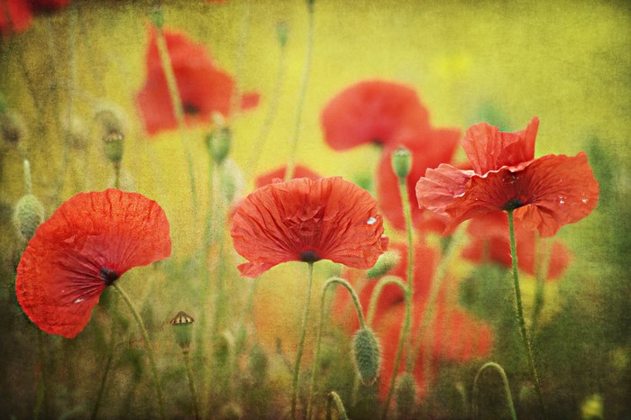 Field of red poppies with yellow background
