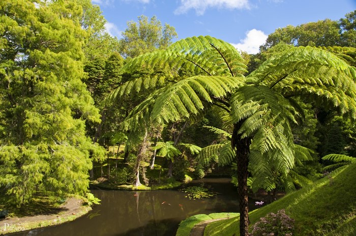 Terra Nostra Botanical Gardens Pond in Furnas, Portugal