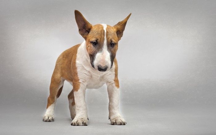 Brown and white Bull Terrier puppy standing