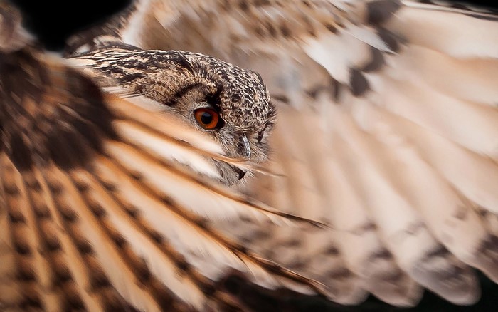 Close-up of an owl with wings spread