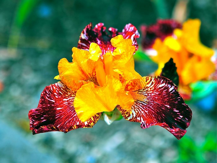 Close-up of a bi-colored Iris flower