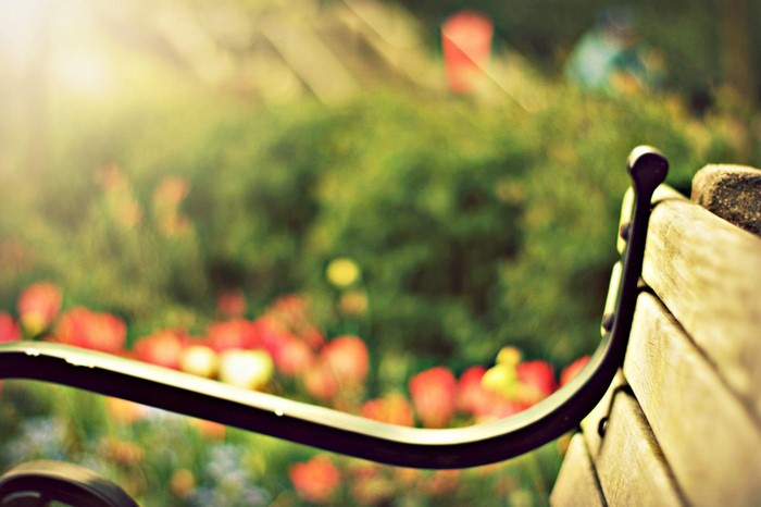 Closeup of a park bench with tulips in the background