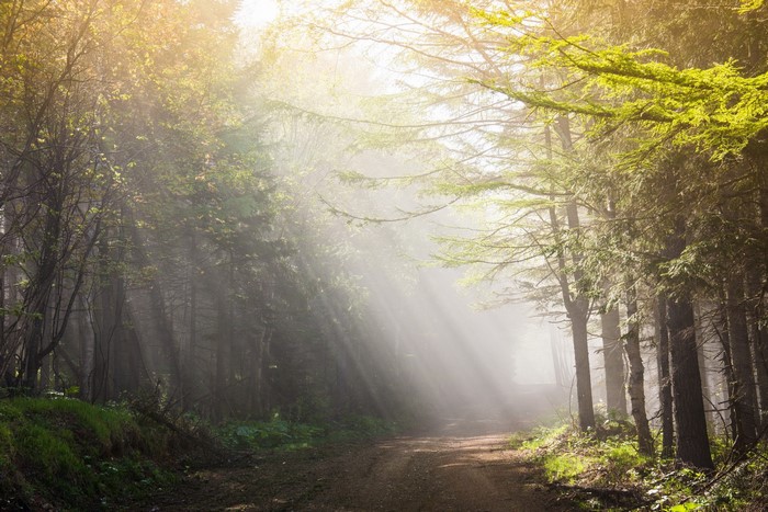 Sunlight filtering through a misty forest road