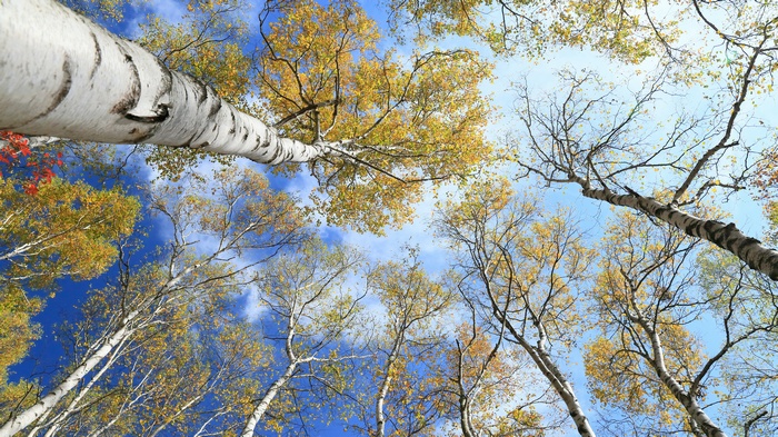 Looking up at birch trees with yellow leaves against blue sky
