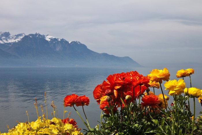 Flowers with Mountains and Lake in Montreux, Switzerland