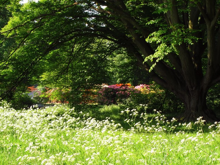 Vibrant Azaleas in a Summer Garden in England