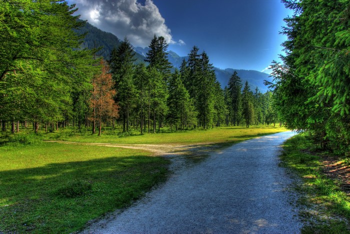 Gravel road through a forest with mountains in the background