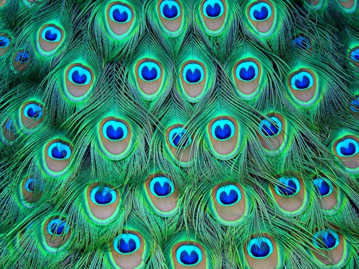 Close-up of Peacock Feathers