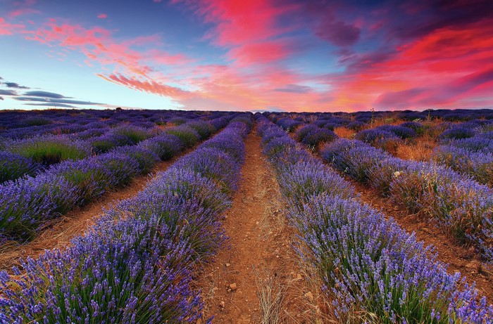 Lavender field at sunset