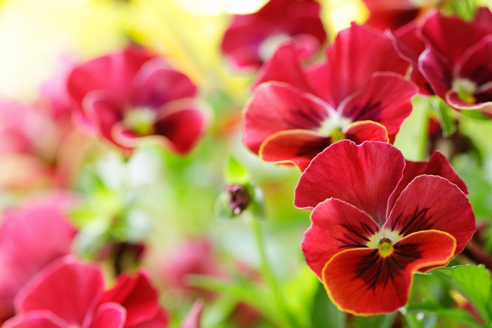 Red Pansies in Bloom