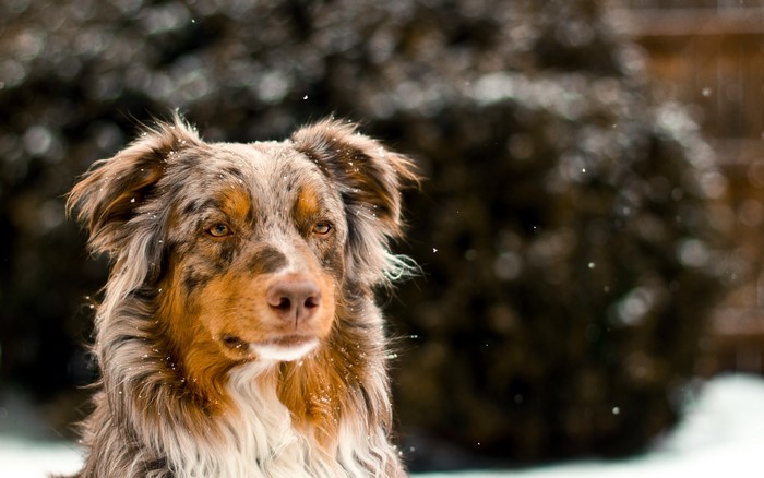 Australian Shepherd dog in the snow