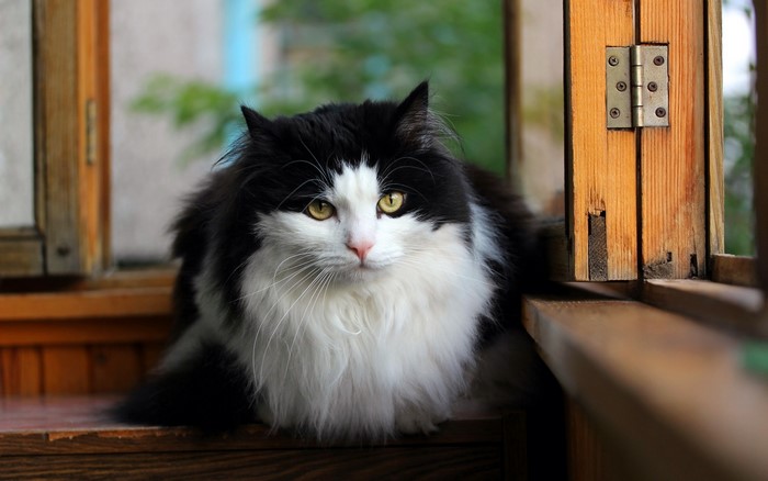 Fluffy black and white cat sitting on a wooden surface