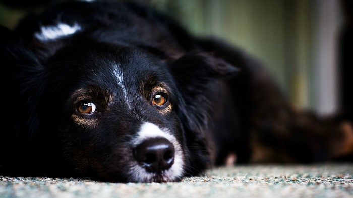 Black and white dog lying down