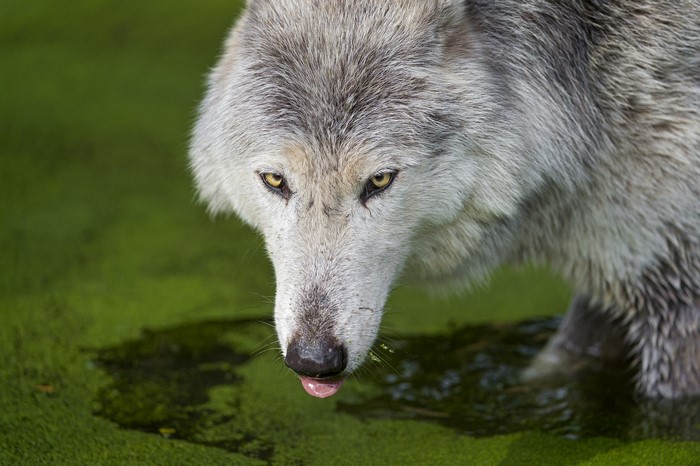 Wolf drinking water in green pond