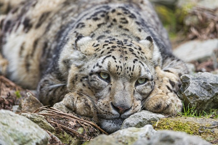 Snow leopard resting on rocks