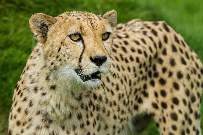 Cheetah with spotted fur in green grass