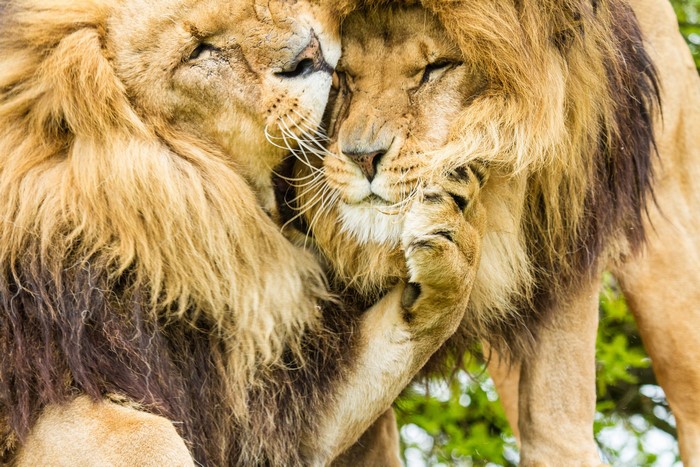 Two lions embracing closely