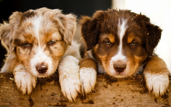 Two Australian Shepherd puppies resting on a wooden surface