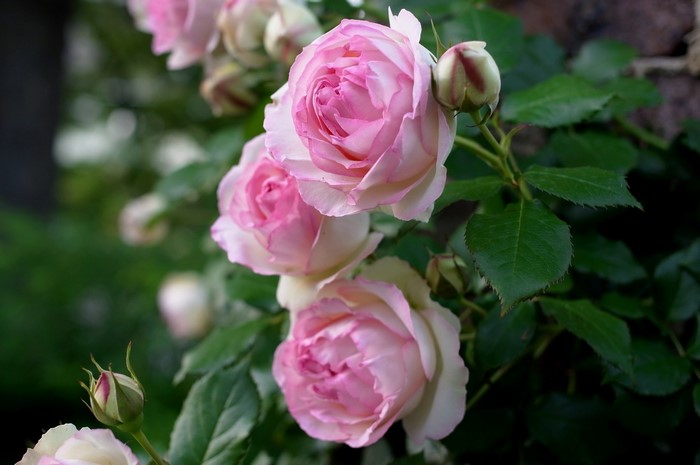 Pink roses and buds on a vine