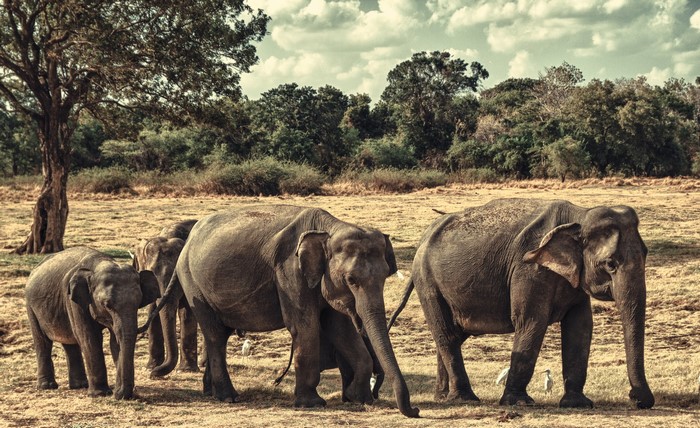 A herd of elephants walking in a dry field