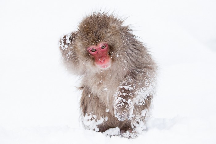 Japanese Macaque Monkey in Snow