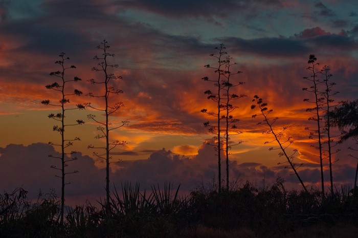 Agave plants silhouetted against a dramatic sunset sky
