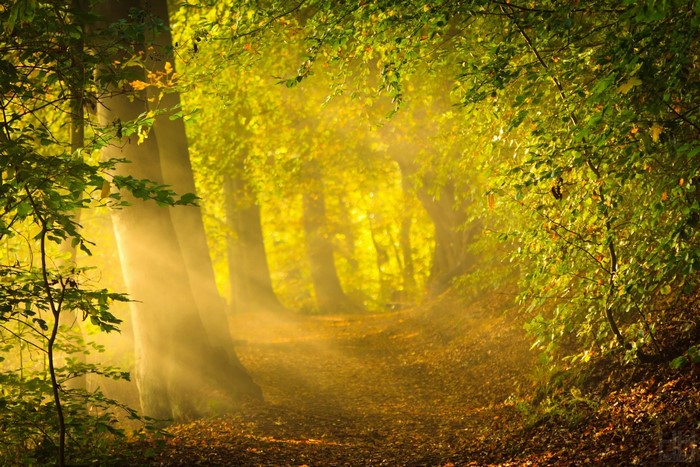 Sunlight filtering through trees in an autumn forest