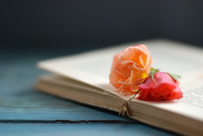 Two roses on an open book