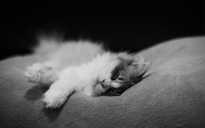 Fluffy kitten sleeping on a soft surface