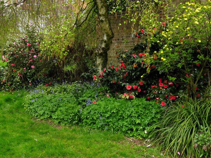Camellias and yellow flowers in a garden with brick wall