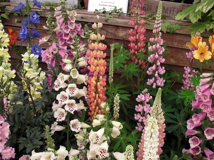 Foxgloves and Lupins in a Garden Display