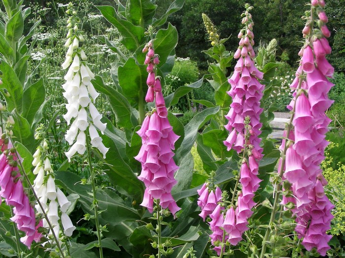 Foxglove flowers in a garden