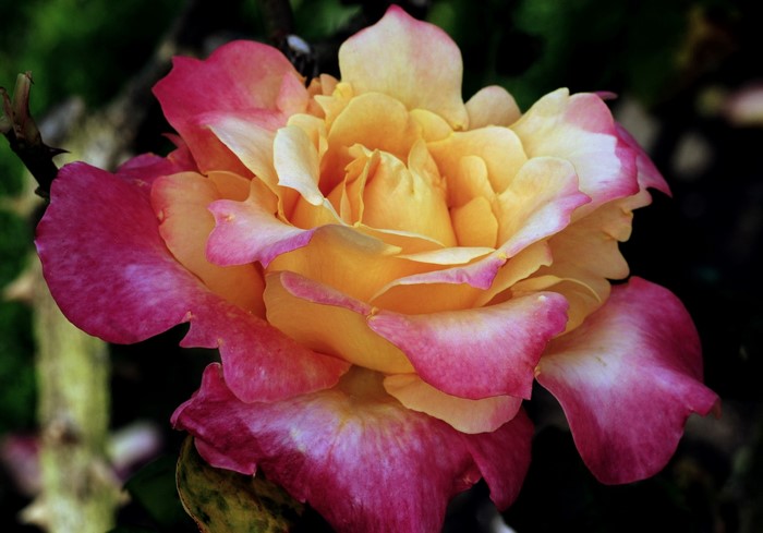 Close-up of a bi-colored rose with yellow and pink petals
