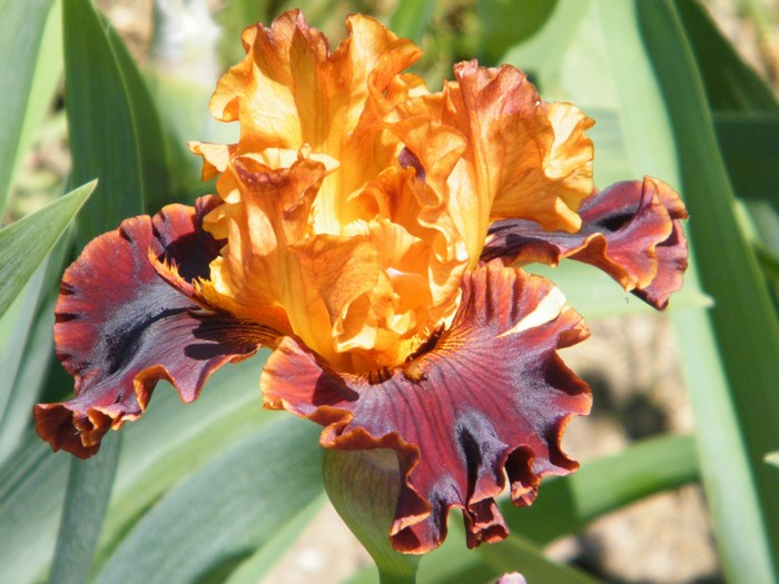 Close-up of a bi-colored iris flower