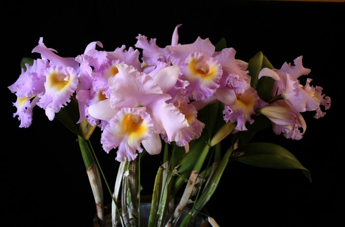 Pink and yellow orchids with green leaves