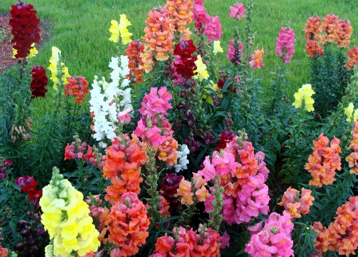 Colorful Cluster of Antirrhinum Flowers in Bloom