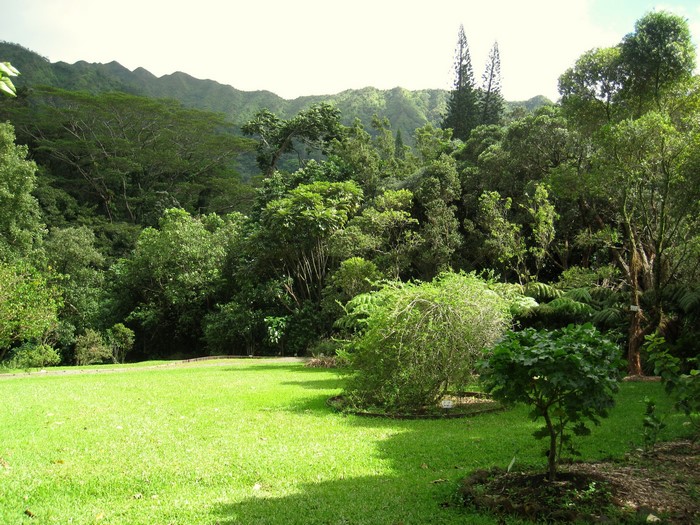 Lyon Arboretum Oahu Hawaii Grass Lawn