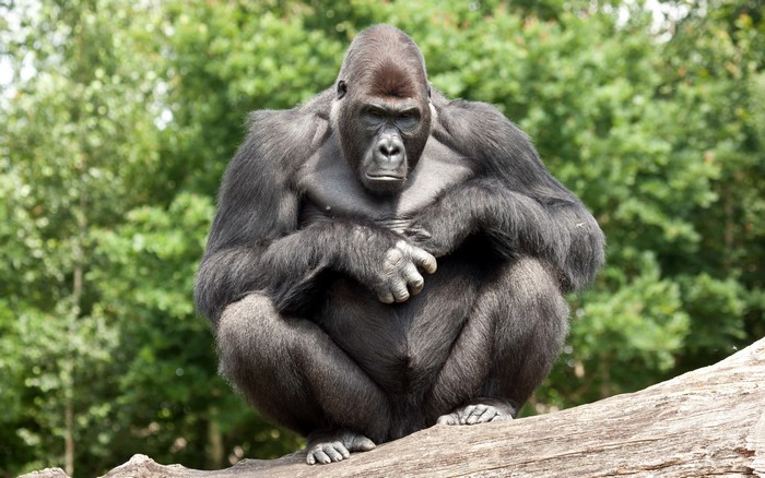 A gorilla sits on a log in front of trees