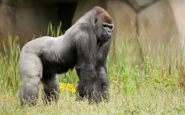 A large gorilla stands in tall grass