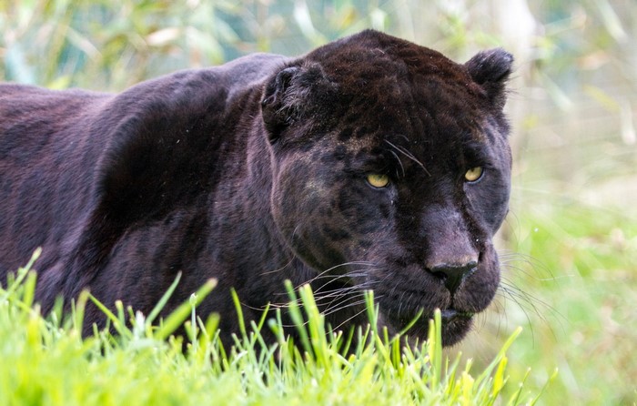 Black Panther in tall green grass