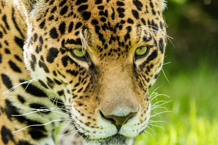Close-up of a Jaguar's face with green eyes