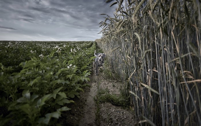 Dog walking on a path between fields