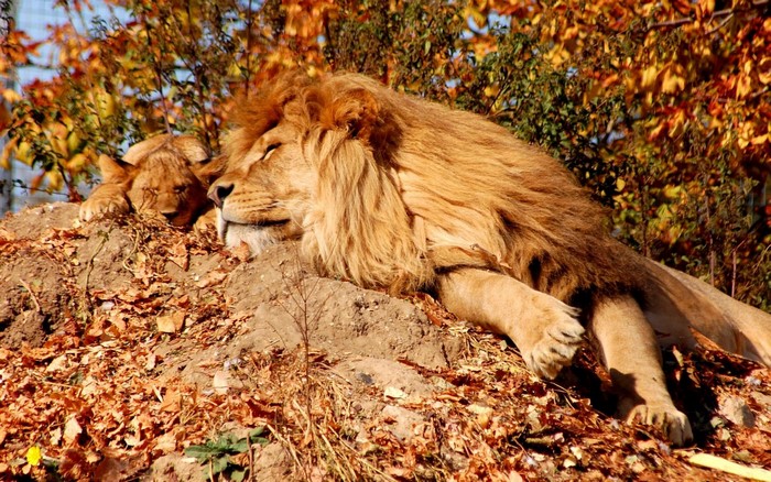 Lion and cub sleeping on a rocky hill