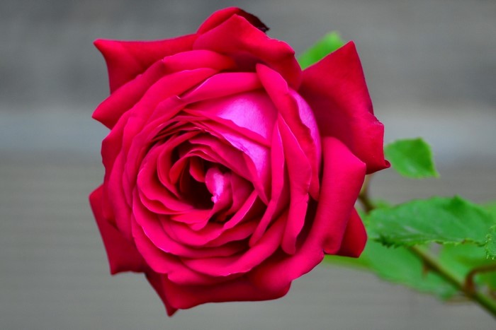 Close-up of a vibrant red rose
