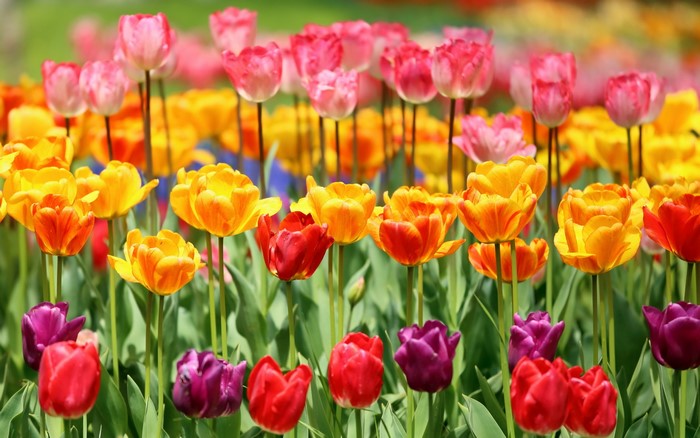 Field of colorful tulips in bloom