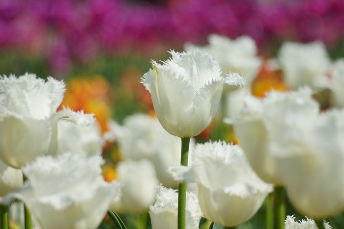 White fringed tulips in a field