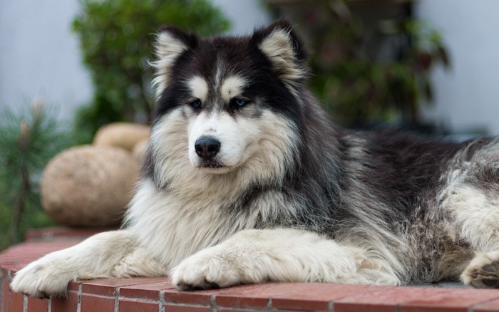 Alaskan Malamute dog lying on a brick ledge