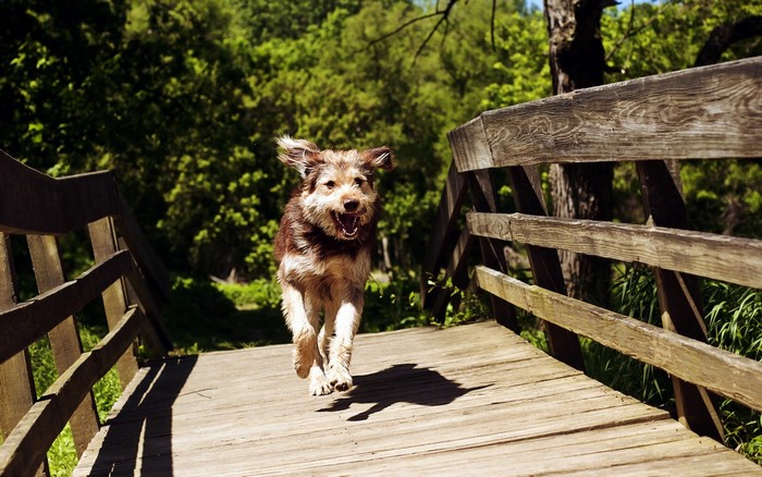 A dog runs across a wooden bridge in a forest