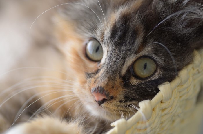 Close-up of a calico kitten's face